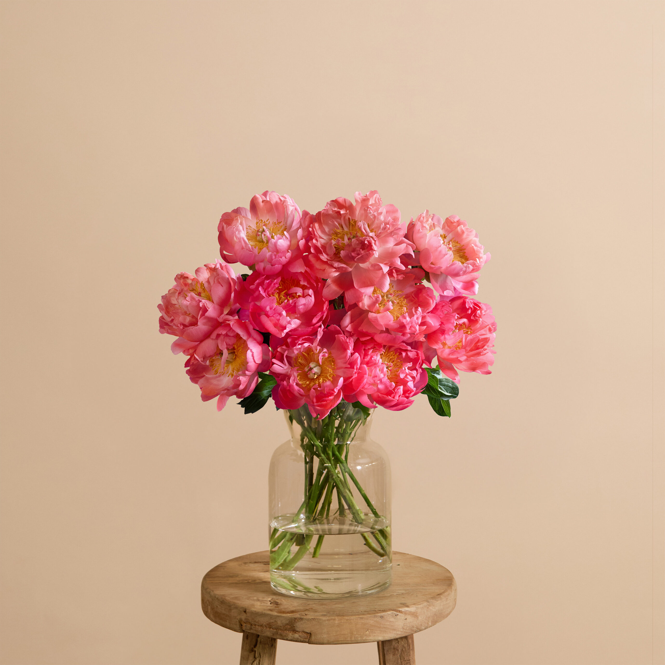 10 peonies Coral Charm flower bouquet | Send flowers online | The Peony Bunch | size: showstopper
