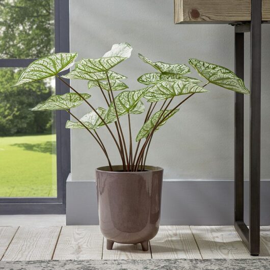 Faux Potted Caladium