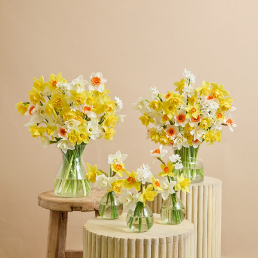 Flower bouquet with yellow daffodil | Send flowers online | Daffodil Dazzle | size: classic