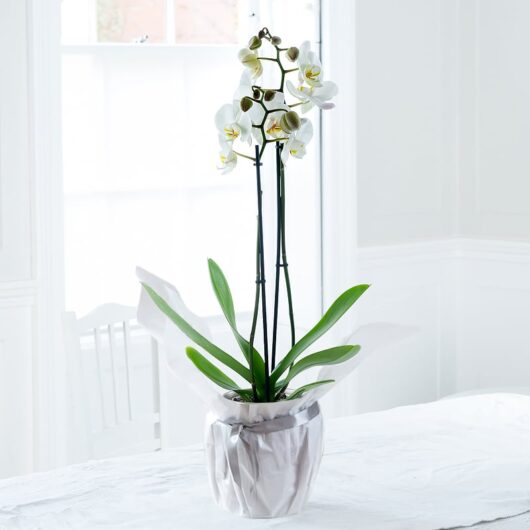 Gift Wrapped White Phalaenopsis Orchid