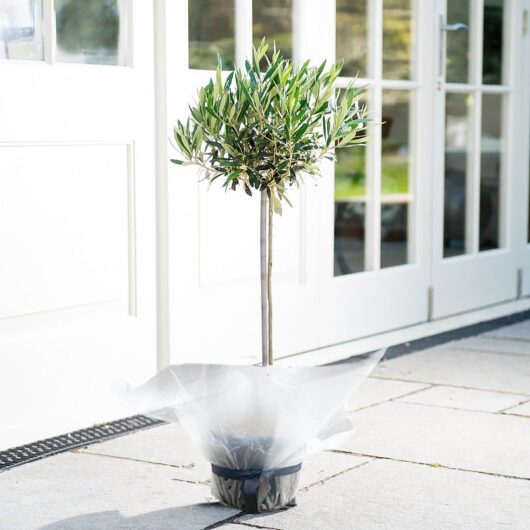 Olive Tree
