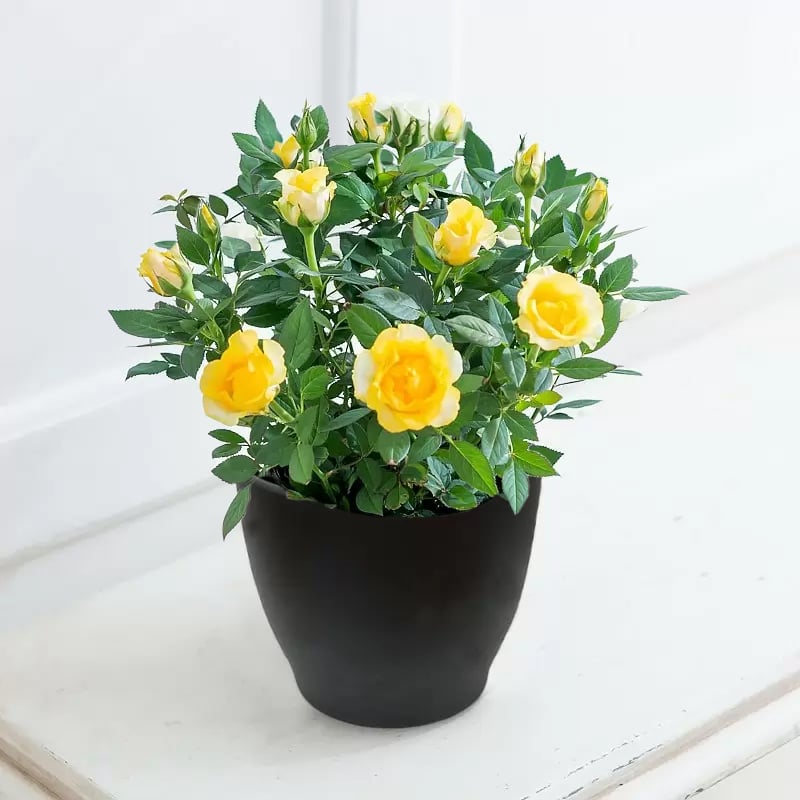 Yellow Rose Plant in a Pot